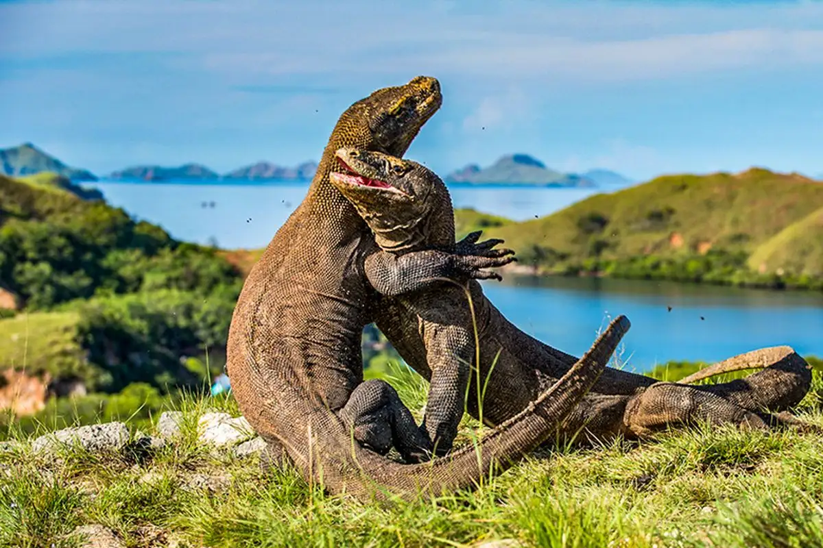 3 Tips Berkunjung dan Menikmati Keindahan Pulau Komodo